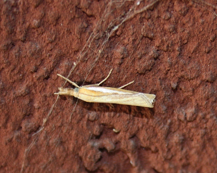 CRAMBIDE : Agriphila tristella?